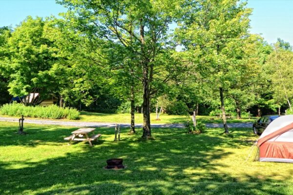 Camping ensoleillé avec tente et arbres verdoyants.