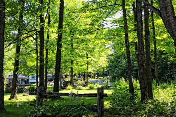 Forêt ensoleillée avec arbres et clairière