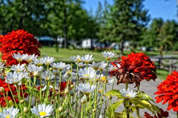 Fleurs rouges et blanches dans un parc verdoyant.