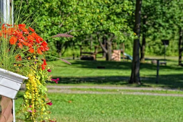 Jardin verdoyant avec fleurs sur rebord de fenêtre.