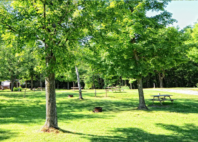 Parc avec arbres et bancs de pique-nique.